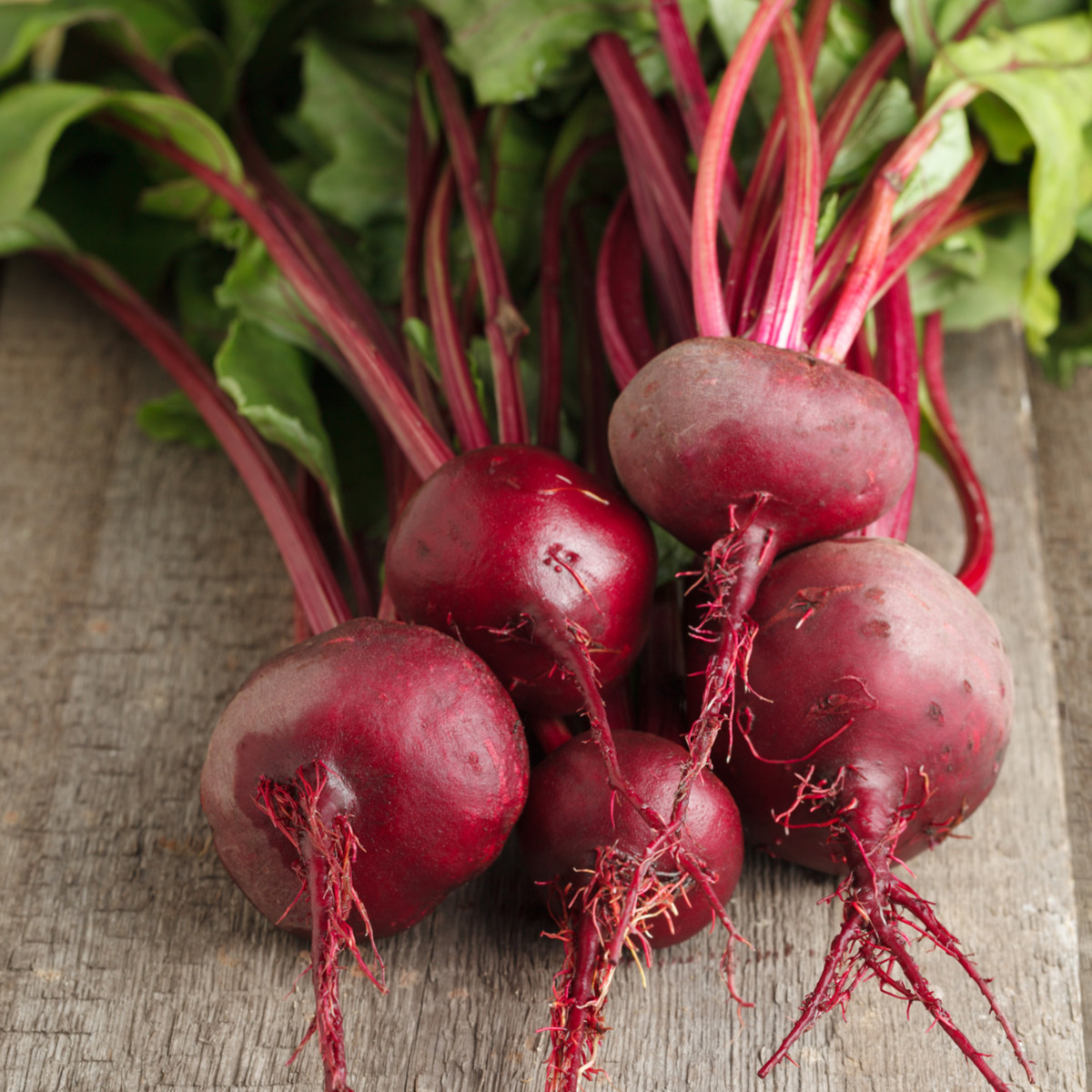 Cvikla Ägyptische Plattrunde - Beta vulgaris - semena cvikly - 0,8 g