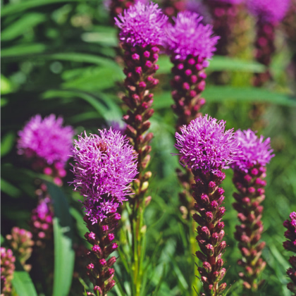 Liatra klasnatá fialová Floristan Violet - trvalka Liatris spicata - semená liatry - 20 ks