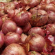 Cibuľa Lilia - semená cibuľky - allium cepa - predaj semien - 130 ks