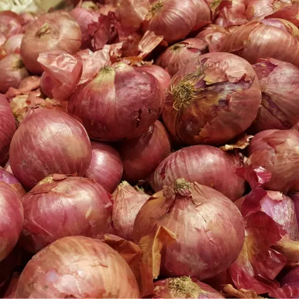 Cibuľa Lilia - semená cibuľky - allium cepa - predaj semien - 130 ks