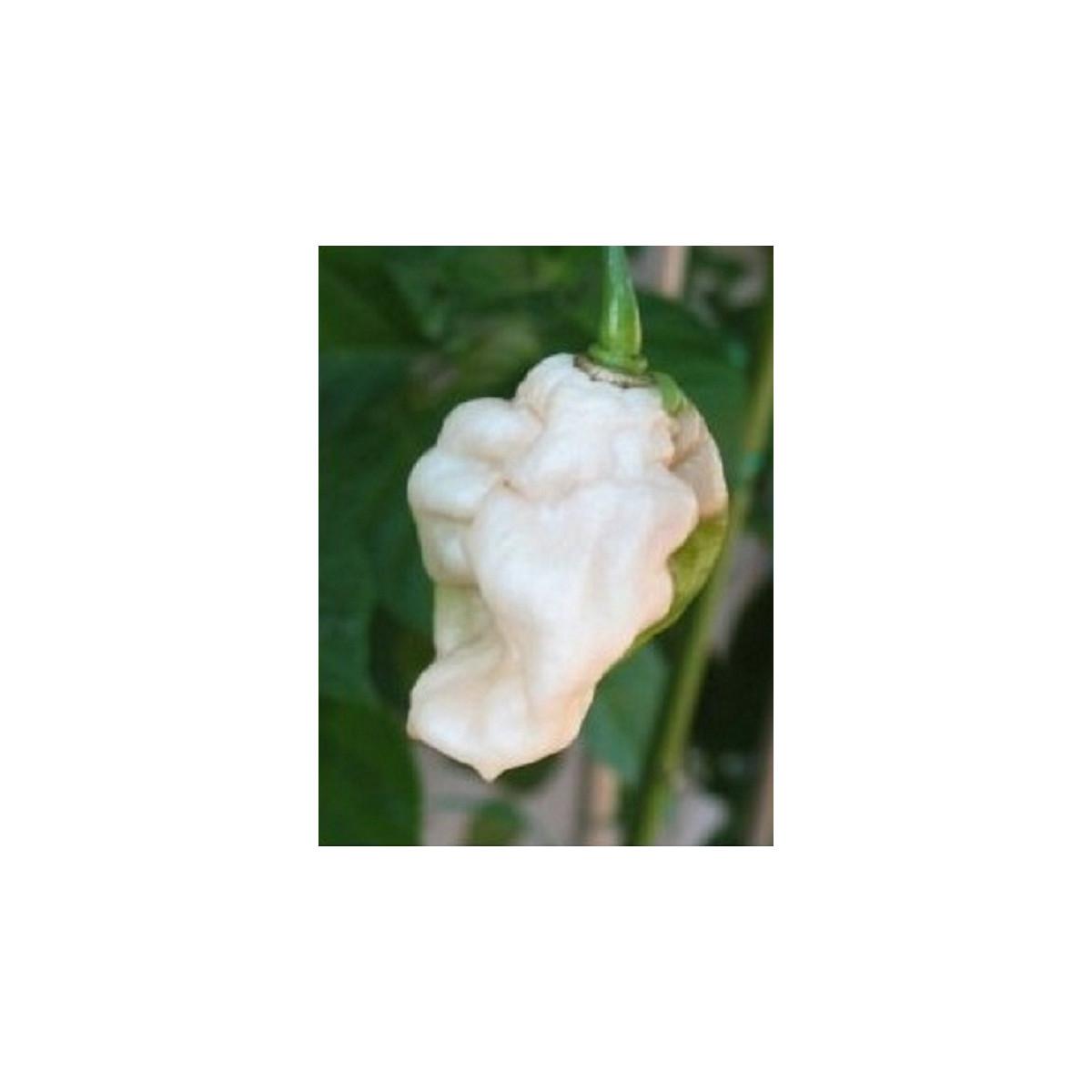 Chilli Bhut jolokia biele - Capsicum chinense - predaj semien - 5 ks