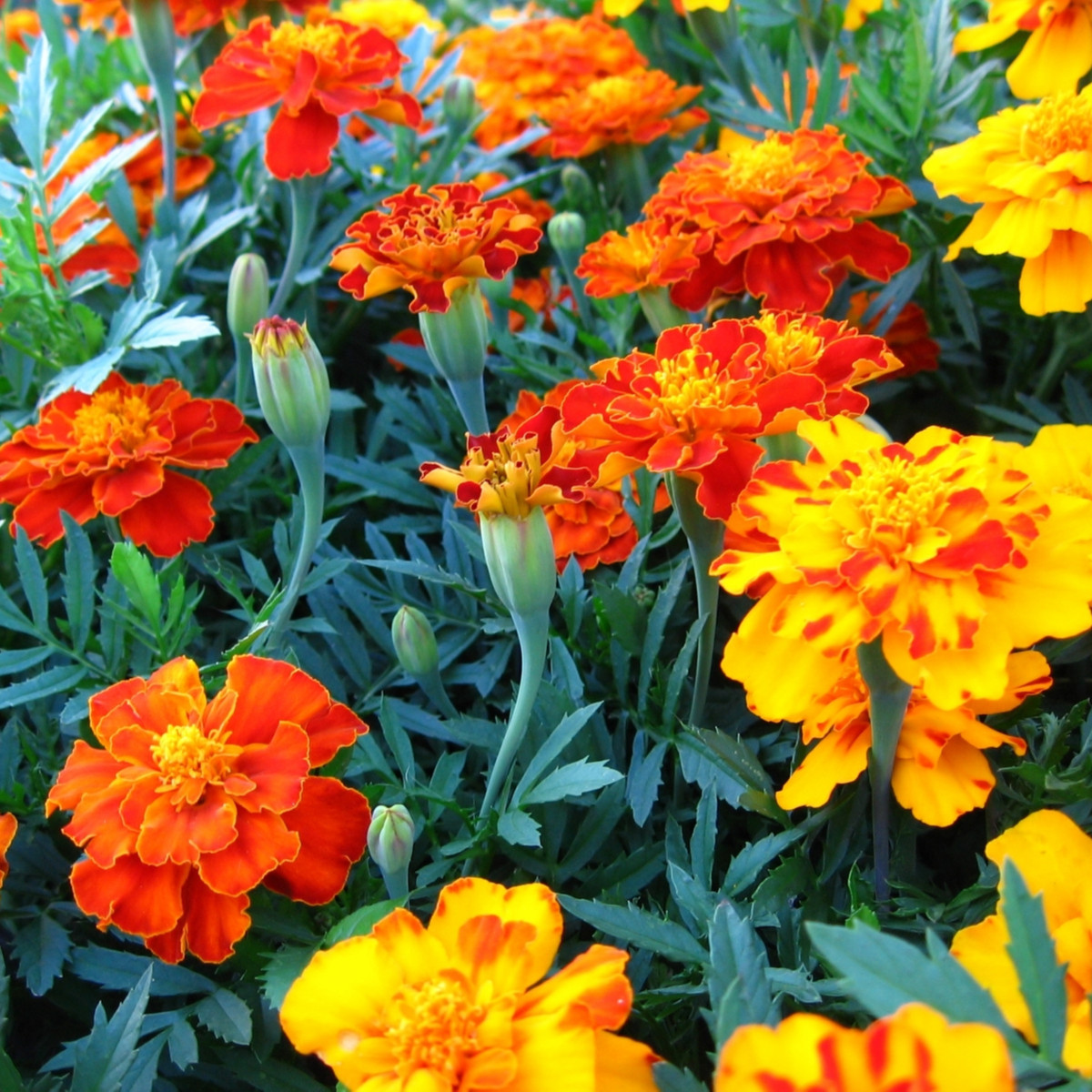 Aksamietnica rozložitá Bolero - Tagetes patula nana - predaj semien - 0,3 g