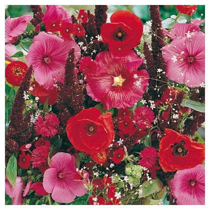 Letničky zmes - Záhradný sen v červenom - predaj semien - 0,9 g