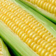Kukurica cukrová Tasty Sweet F1 - Zea Mays - semená kukurice - 16 ks