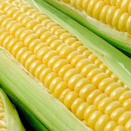 Kukurica cukrová Tasty Sweet F1 - Zea Mays - semená kukurice - 16 ks
