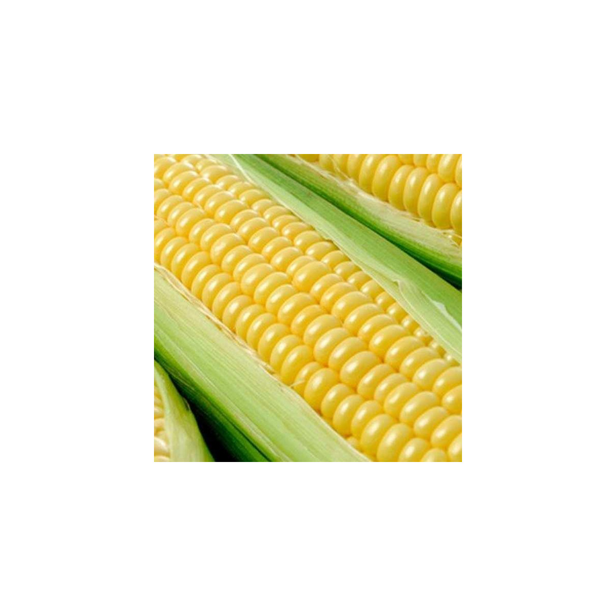 Kukurica cukrová Tasty Sweet F1 - Zea Mays - semená kukurice - 16 ks