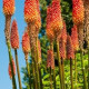 Kniphofia uvaria Tritoma - Fakľovka aloovitá - Hot Poker - semená - 4 ks