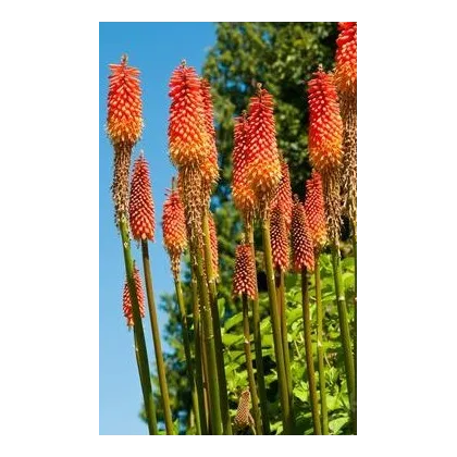 Kniphofia uvaria Tritoma - Fakľovka aloovitá - Hot Poker - semená - 4 ks