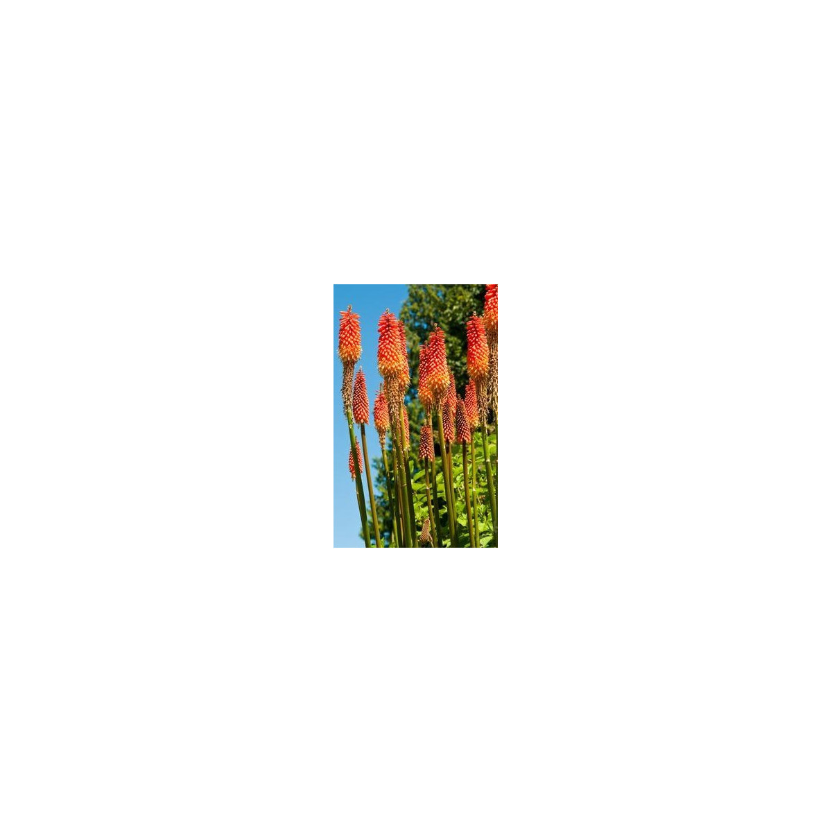 Kniphofia uvaria Tritoma - Fakľovka aloovitá - Hot Poker - semená - 4 ks