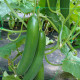 Šalátová uhorka Saturn F1 do skleníka - Cucumis sativus - semená - 10 ks