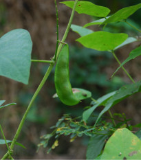 Bio Hrach siaty Karina - Pisum sativum - predaj bio semien - 75 ks