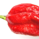 Chilli Naga Viper - Capsicum chinense - predaj semien - 6 ks