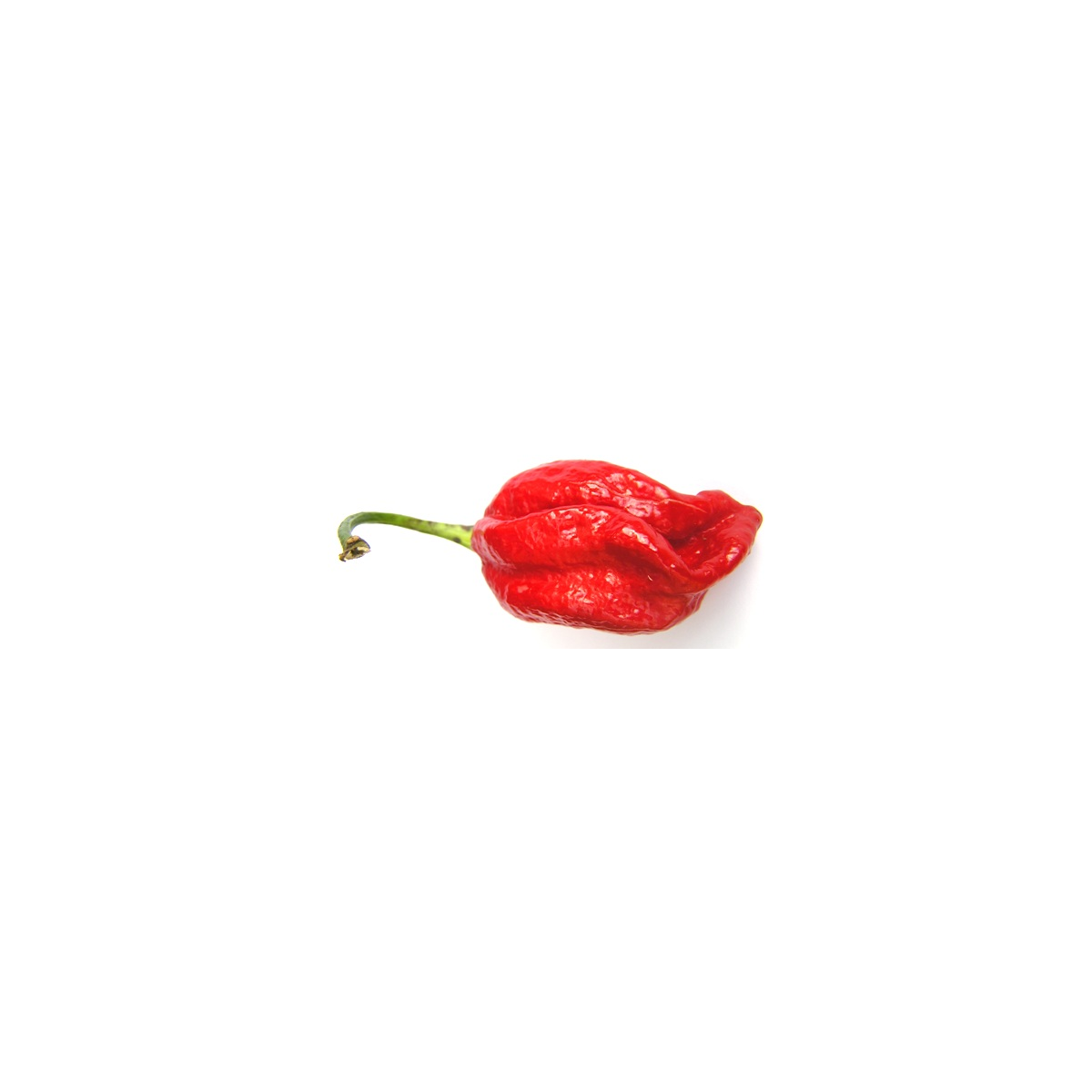 Chilli Naga Viper - Capsicum chinense - predaj semien - 6 ks
