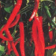 Chilli Kim Chi - predaj chilli semien - 6 ks
