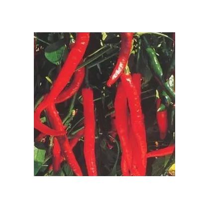 Chilli Kim Chi - predaj chilli semien - 6 ks
