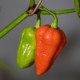 Chilli 7 Pot červené - Capsicum chinense - predaj semien - 6 ks
