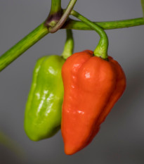 Chilli 7 Pot červené - Capsicum chinense - predaj semien - 6 ks