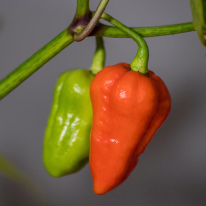 Chilli 7 Pot červené - Capsicum chinense - predaj semien - 6 ks