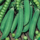 Hrach dreňový Winner - Pisum sativum - semená hrášku - 15 g