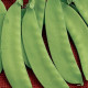 Hrach cukrový Jessy - Pisum sativum - semena hrášku - 20 g