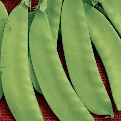 Hrach cukrový Jessy - Pisum sativum - semena hrášku - 20 g