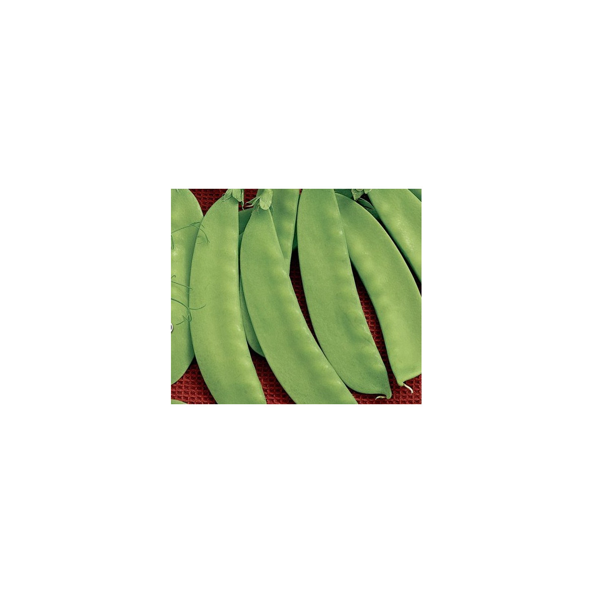 Hrach cukrový Jessy - Pisum sativum - semena hrášku - 20 g