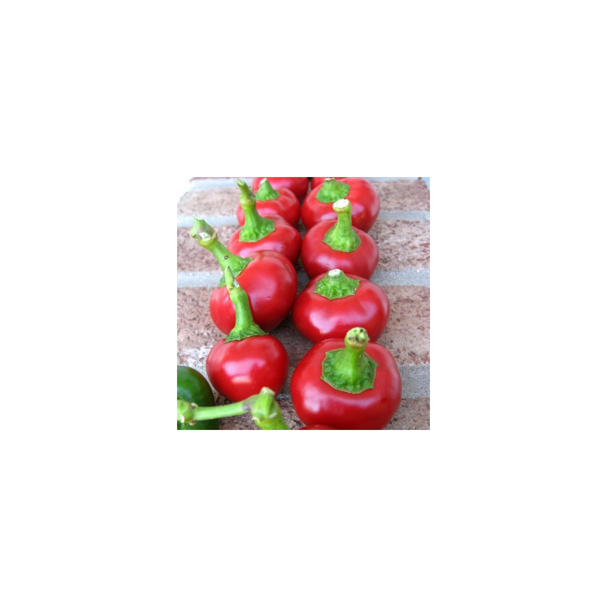 Paprika Red Cherry - Capsicum annuum - predaj semien - 7 ks