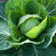 Kapusta Dita - hlávková biela - Brassica oleracea - predaj semien kapusty - 0,8 g