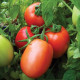 Paradajka Salus - kríčková - Solanum lycopersicum L. - predaj semien paradajok - 0,2 g