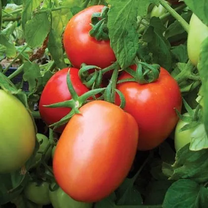 Paradajka Salus - kríčková - Solanum lycopersicum L. - predaj semien paradajok - 0,2 g