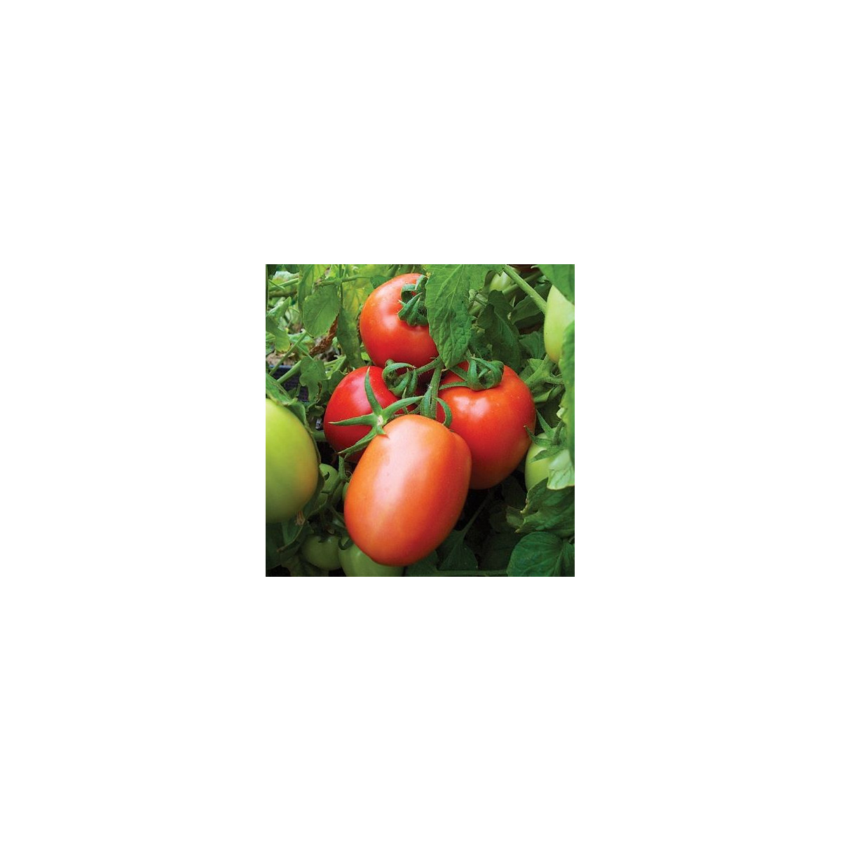 Paradajka Salus - kríčková - Solanum lycopersicum L. - predaj semien paradajok - 0,2 g