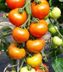 Paradajka Orkado F1 - Solanum lycopersicum - predaj semien rajčiaka - 30 ks