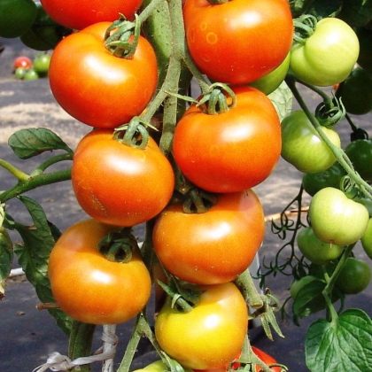 Paradajka Orkado F1 - Solanum lycopersicum - predaj semien rajčiaka - 30 ks