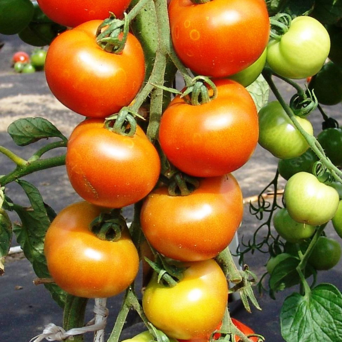 Paradajka Orkado F1 - Solanum lycopersicum - predaj semien rajčiaka - 30 ks