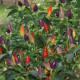 Chilli Nu Mex Twilight  - Capsicum sinense - predaj chilli semiačok - 6 ks