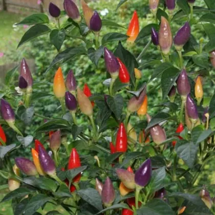 Chilli Nu Mex Twilight  - Capsicum sinense - predaj chilli semiačok - 6 ks
