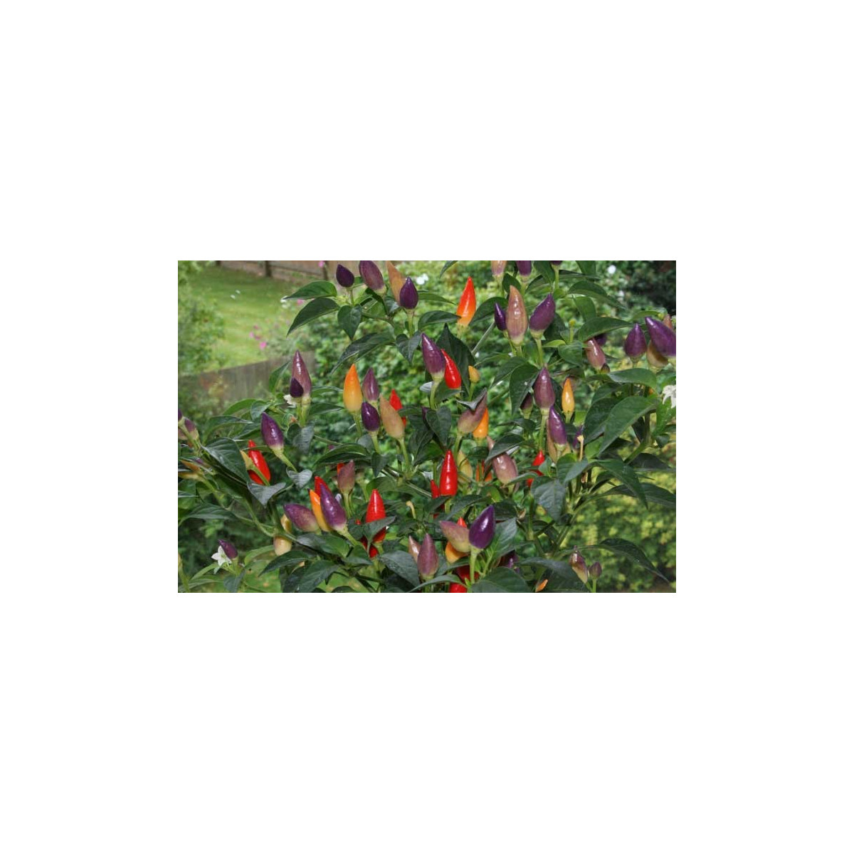 Chilli Nu Mex Twilight  - Capsicum sinense - predaj chilli semiačok - 6 ks