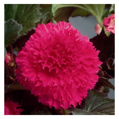 Begónia strapkatá ružová - Begonia fimbriata - predaj cibuľovín - 2 ks