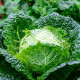 Kapusta Entira F1 - Brassica oleracea - semená kapusty - 20 ks