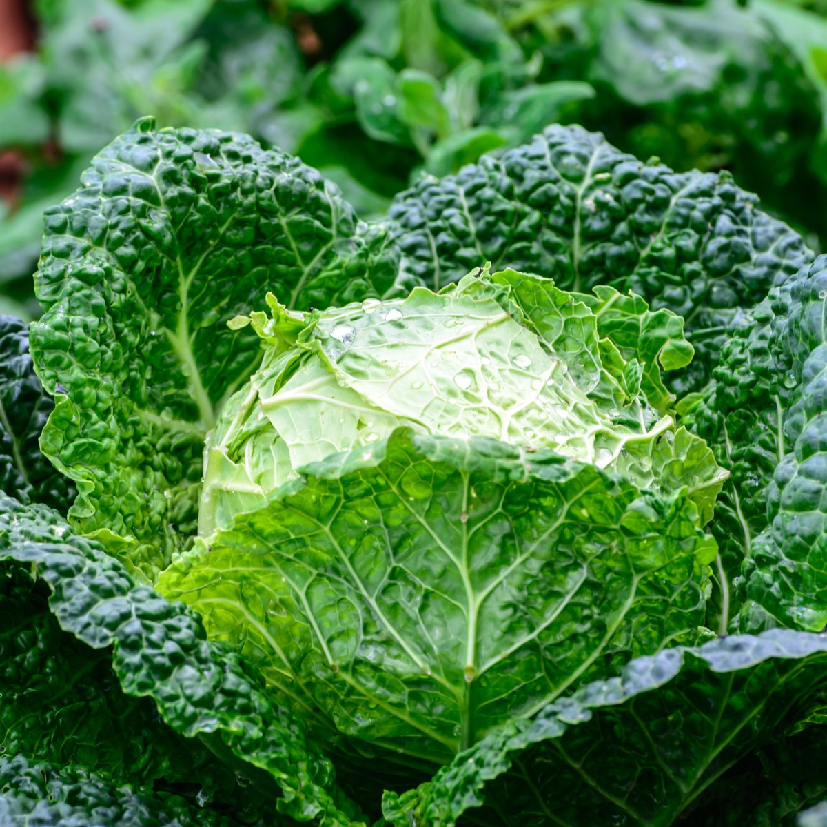 Kapusta Entira F1 - Brassica oleracea - semená kapusty - 20 ks