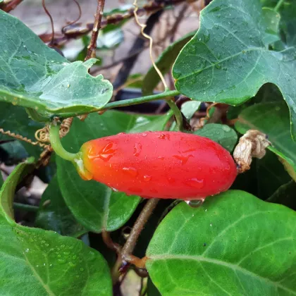 Coccinia grandis - predaj semien okrasných rastlín - 4 ks