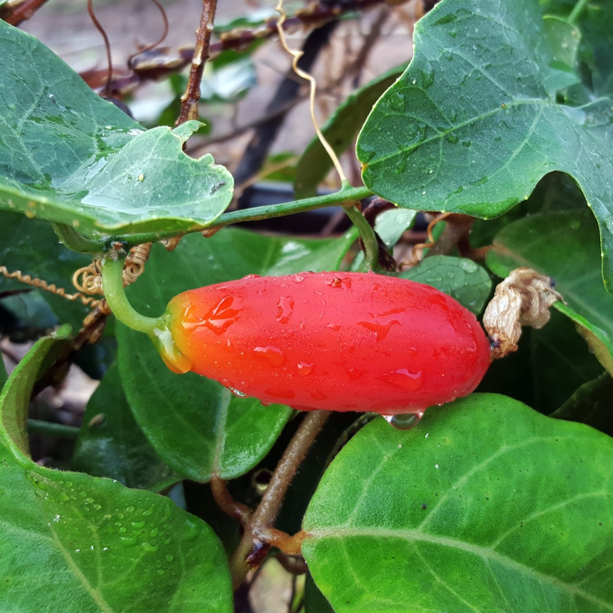 Coccinia grandis - predaj semien okrasných rastlín - 4 ks