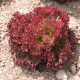 Šalát listový Crimson - Lactuca sativa L. - predaj semien šalátu - 300 ks