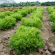Šalát Rekord - Lactusa sativa - semená šalátu listového - 0,3 g