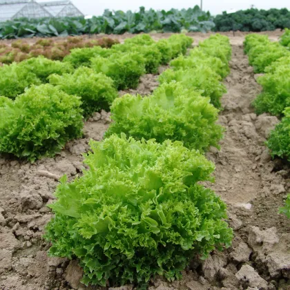 Šalát Rekord - Lactusa sativa - semená šalátu listového - 0,3 g