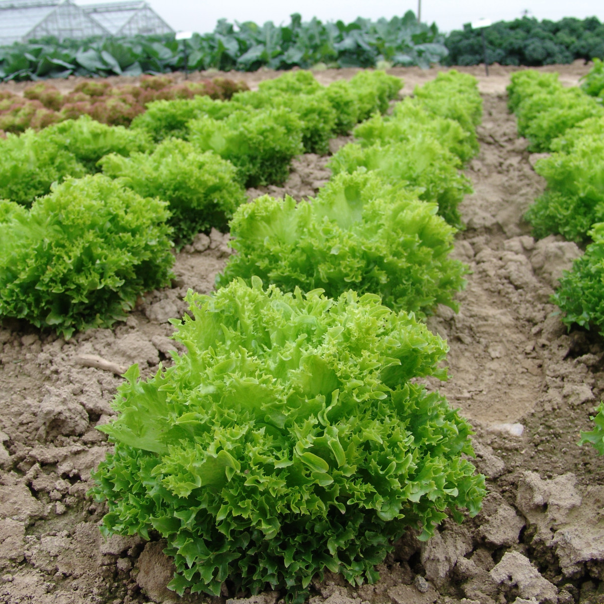 Šalát Rekord - Lactusa sativa - semená šalátu listového - 0,3 g
