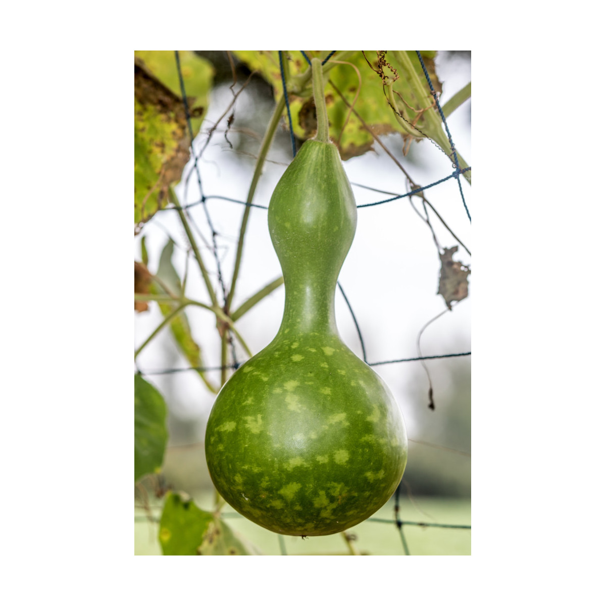 Lagenária Froggy - Lagenaria siceraria - 6 ks