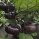 Baklažán guľatý vajcoplodý Laura - Solanum melongena - predaj semien - 30 ks