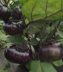 Baklažán guľatý vajcoplodý Laura - Solanum melongena - predaj semien - 30 ks
