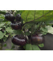 Baklažán guľatý vajcoplodý Laura - Solanum melongena - predaj semien - 30 ks